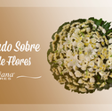 Saiba Tudo Sobre Coroa de Flores