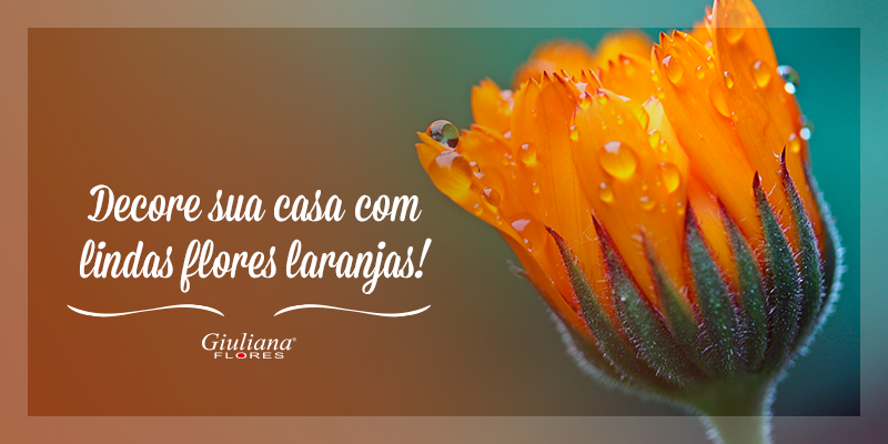 Decore Sua Casa com Lindas Fores Laranjas!