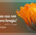 Decore Sua Casa com Lindas Fores Laranjas!