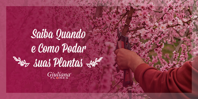 Saiba Quando e Como Podar Plantas