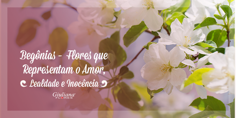 Tipos de Begônias – Flores que Representam o Amor, Lealdade e Inocência