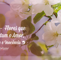 Tipos de Begônias – Flores que Representam o Amor, Lealdade e Inocência