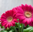 Como Plantar Gérberas – Tenha Flores Lindas e Coloridas
