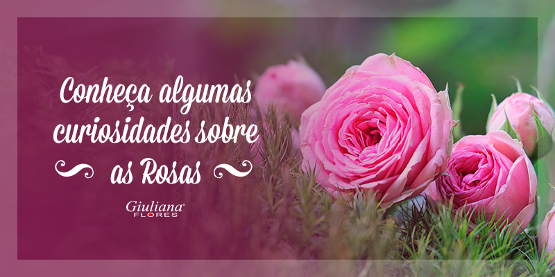 Conheça Algumas Curiosidades Sobre as Rosas