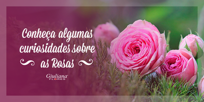 Conheça Algumas Curiosidades Sobre as Rosas