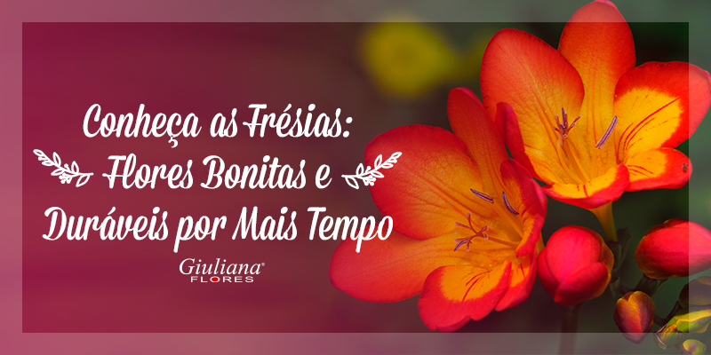 Frésias: Conheça Flores Bonitas e Duráveis