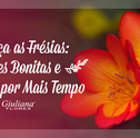 Frésias: Conheça Flores Bonitas e Duráveis