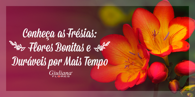 Frésias: Conheça Flores Bonitas e Duráveis