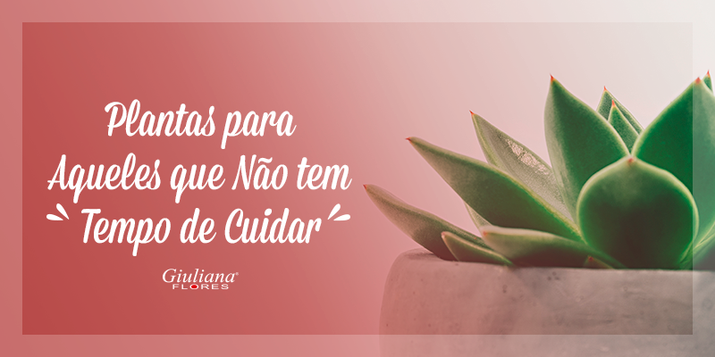 Plantas e Flores que Não Precisam de Muito Cuidado