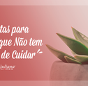 Plantas e Flores que Não Precisam de Muito Cuidado