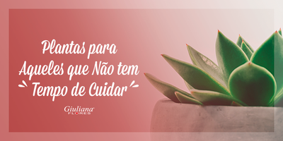 Plantas e Flores que Não Precisam de Muito Cuidado
