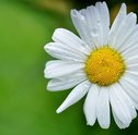 Saiba como cultivar margaridas com a Giuliana Flores