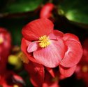 Begônia, uma Bela Flor do Outono