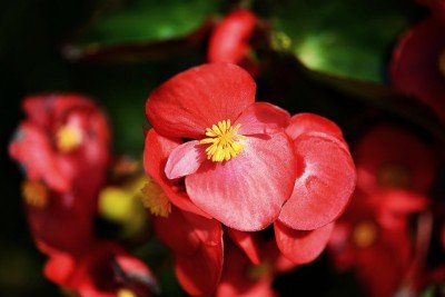 Begônia, uma Bela Flor do Outono
