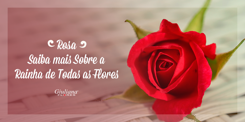 Rosas Colombianas – Saiba mais Sobre a Rainha de Todas as Flores