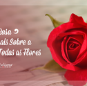 Rosas Colombianas – Saiba mais Sobre a Rainha de Todas as Flores