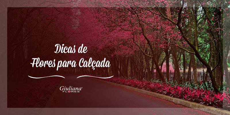 Dicas de Flores Para Plantar na Calçada