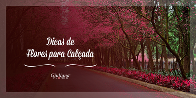 Dicas de Flores Para Plantar na Calçada