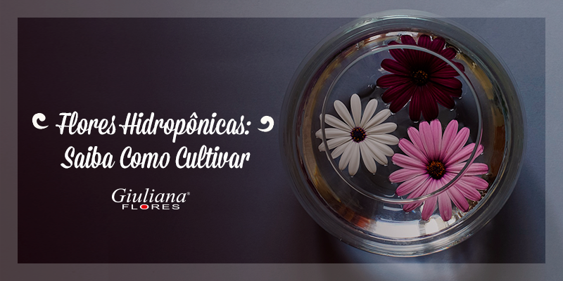 Flores Hidropônicas: Saiba Como Cultivar