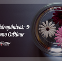 Flores Hidropônicas: Saiba Como Cultivar