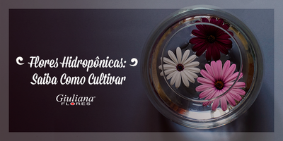 Flores Hidropônicas: Saiba Como Cultivar