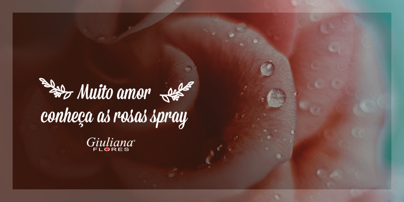 Muito Amor: Conheça a Rosa Spray