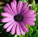Gérberas — Conheça as Flores da Pureza e Inocência