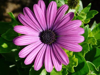 Gérberas — Conheça as Flores da Pureza e Inocência