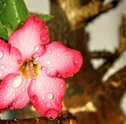 Rosa do deserto: tudo o que você precisa saber sobre ela