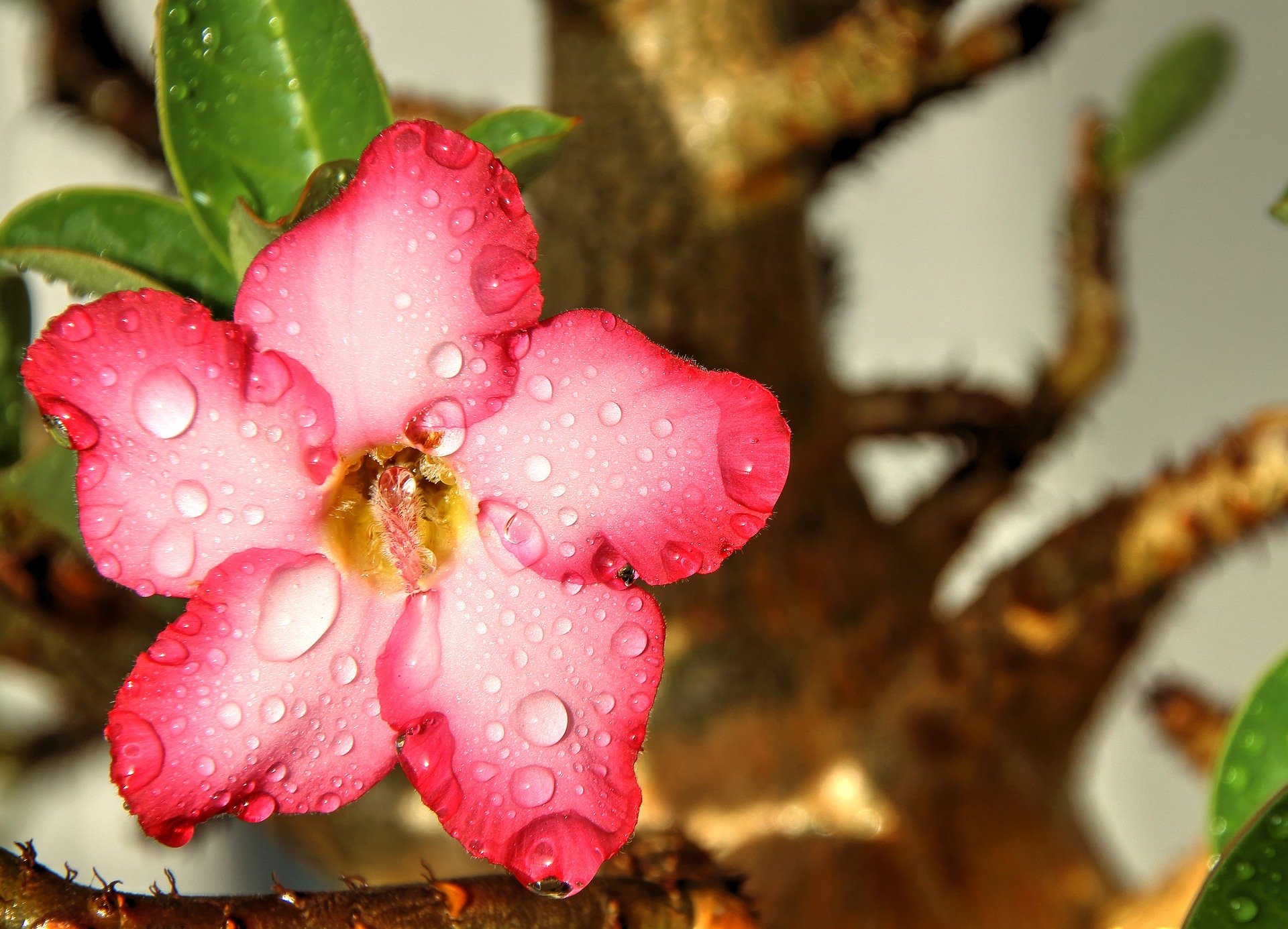 Rosa do deserto: tudo o que você precisa saber sobre ela