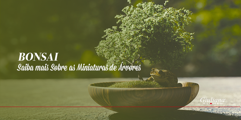 Bonsai – Saiba mais Sobre as Miniaturas de Árvores