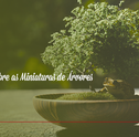 Bonsai – Saiba mais Sobre as Miniaturas de Árvores