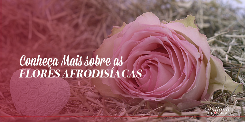 Conheça Mais Sobre as Flores Afrodisíacas