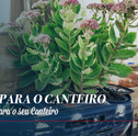 Flores Para o Canteiro: Conheça as Opções Ideais