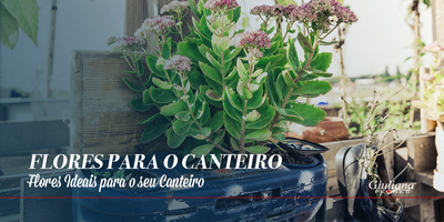 Flores Para o Canteiro: Conheça as Opções Ideais