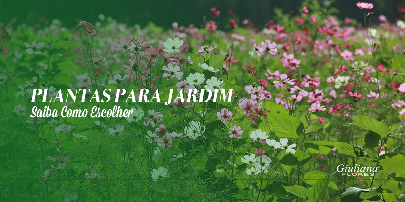 Plantas para Jardim: Saiba Como Escolher