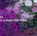 Petúnias – Saiba Mais Sobre Essas Simples e Belas Flores