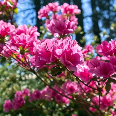 Alegre os Jardins Durante o Inverno com Azaleias