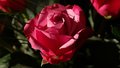 Como plantar rosas: veja dicas e cuidados básicos