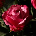 Como plantar rosas: veja dicas e cuidados básicos