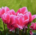 Flores Cíclame | Conheça as rainhas do inverno