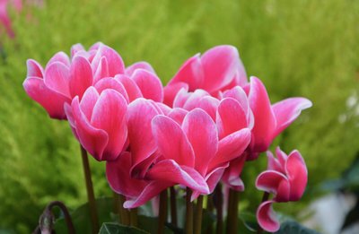 Flores Cíclame | Conheça as rainhas do inverno