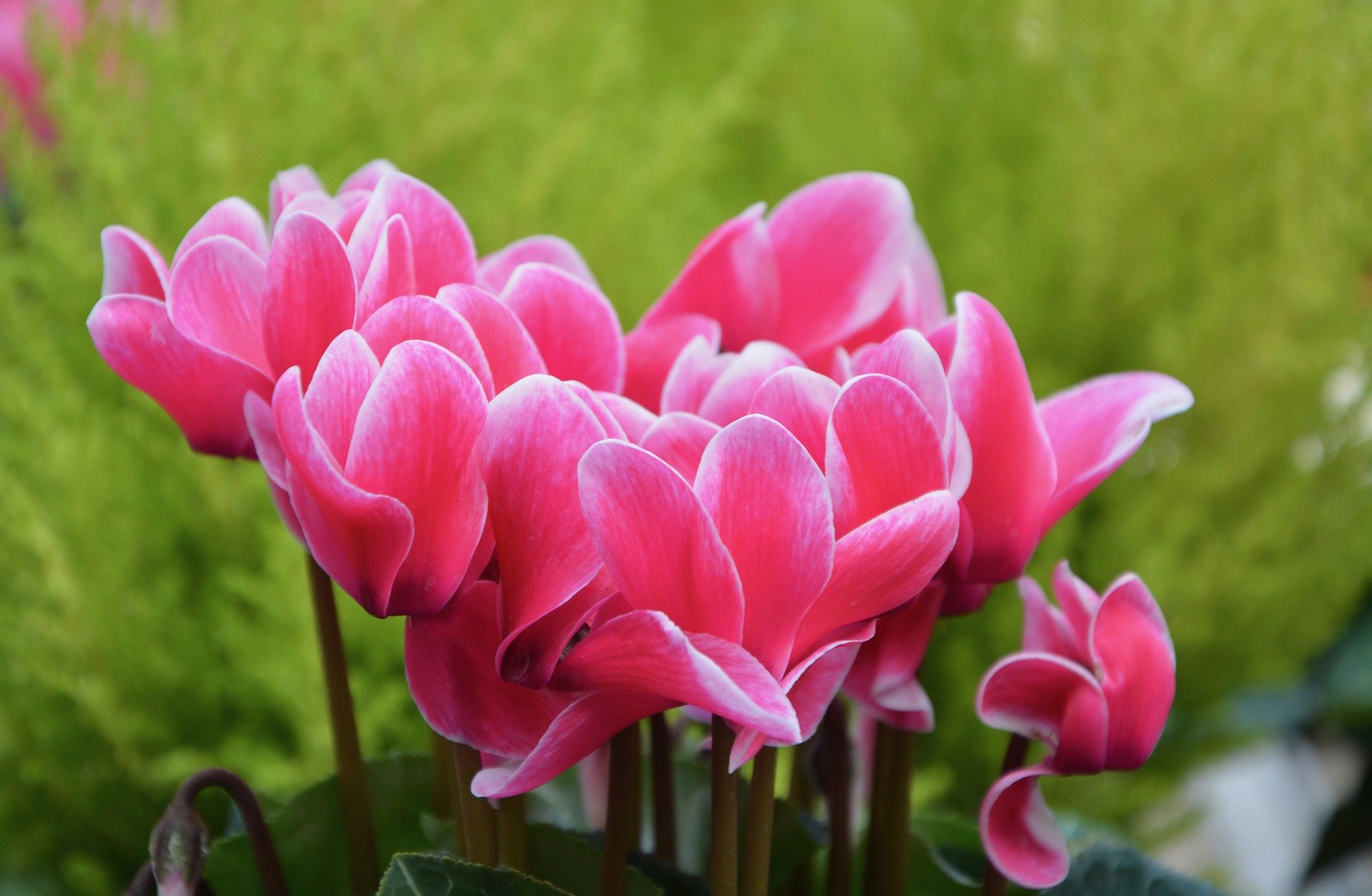 Flores Cíclame | Conheça as rainhas do inverno