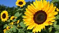 Significado de girassol: a bela flor que transmite felicidade