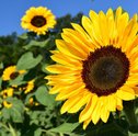 Significado de girassol: a bela flor que transmite felicidade