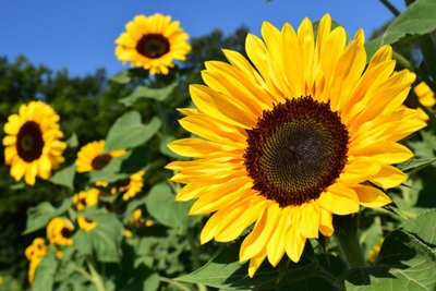 Significado de girassol: a bela flor que transmite felicidade