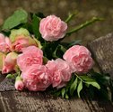Significado de Cravos – Conheça Mais sobre a Flor dos Deuses