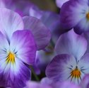 Violetas: saiba o significado da planta e aprenda a cuidar