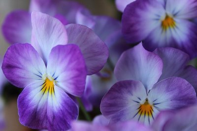Violetas: saiba o significado da planta e aprenda a cuidar