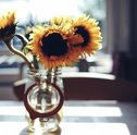 Saiba Como Escolher Seu Jarro de Flores